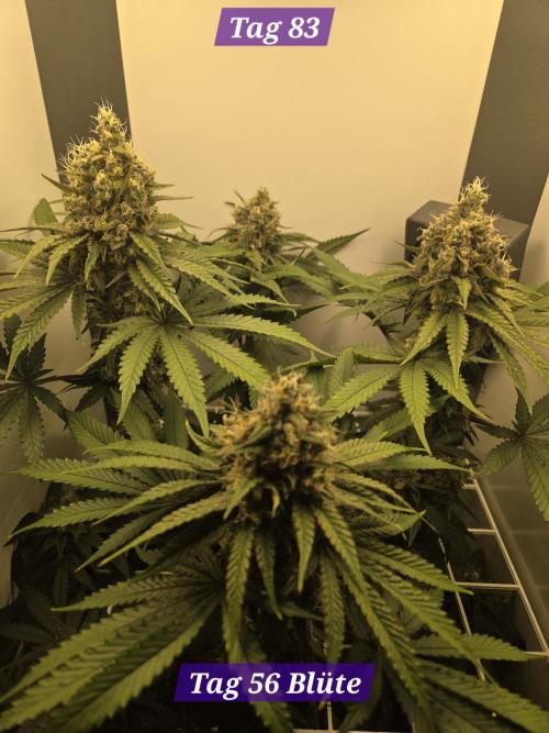 Blueberry Cane Danf Pro. Week 12