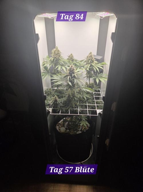 Blueberry Cane Danf Pro. Week 12