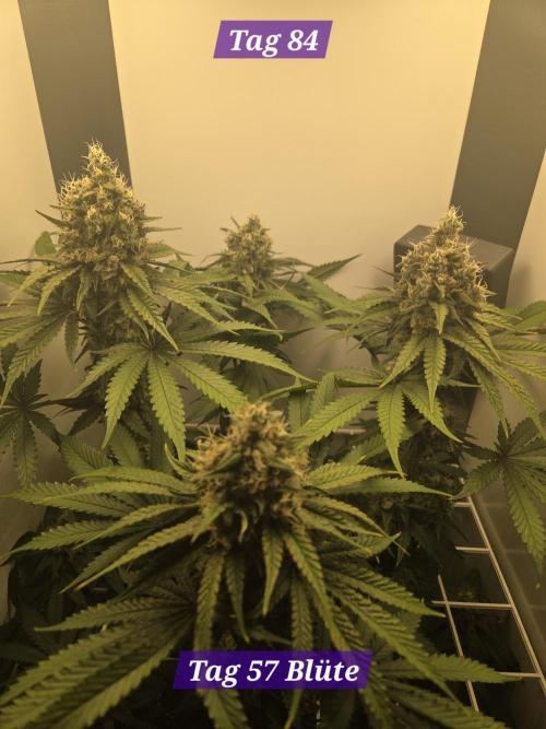 Blueberry Cane Danf Pro. Week 12