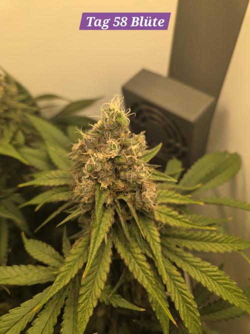 Blueberry Cane Danf Pro. Week 13