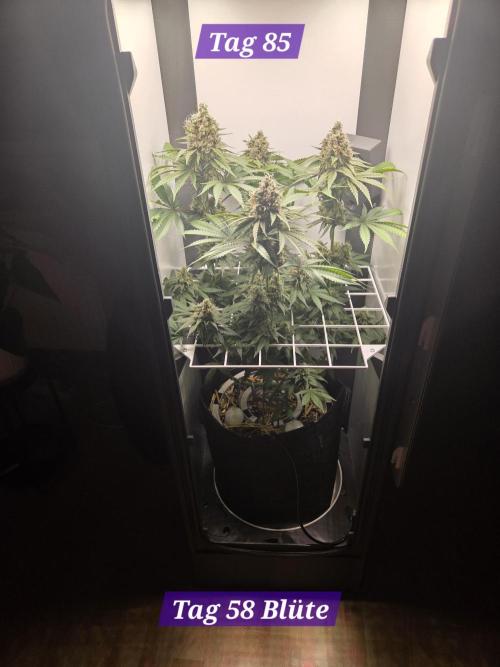 Blueberry Cane Danf Pro. Week 13