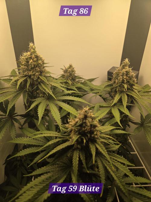 Blueberry Cane Danf Pro. Week 13