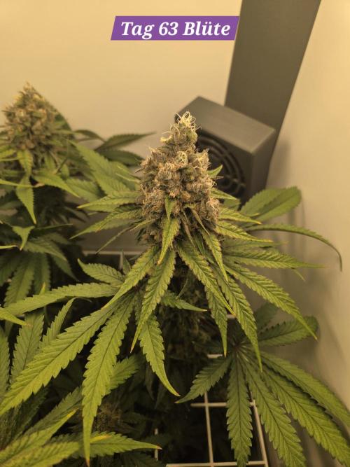 Blueberry Cane Danf Pro. Week 13