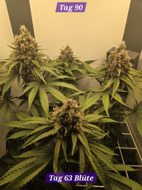 Blueberry Cane Danf Pro. Week 13