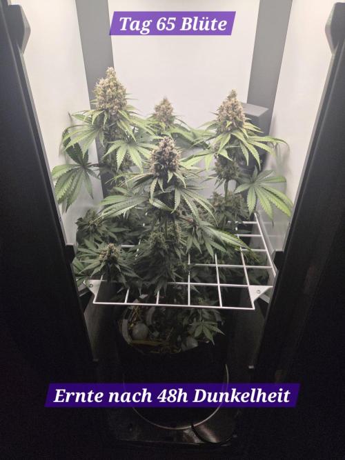 Blueberry Cane Danf Pro. Week 14
