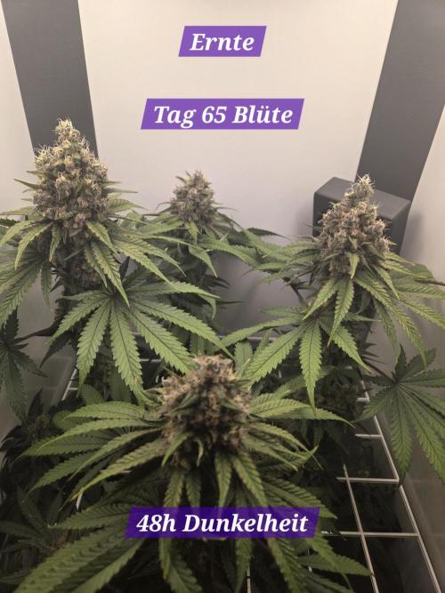 Blueberry Cane Danf Pro. Week 14