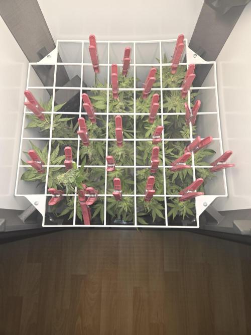 Blueberry Cane Danf Pro. Week 14