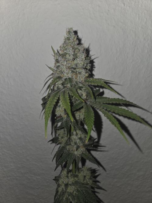 Blueberry Cane Danf Pro. Week 14