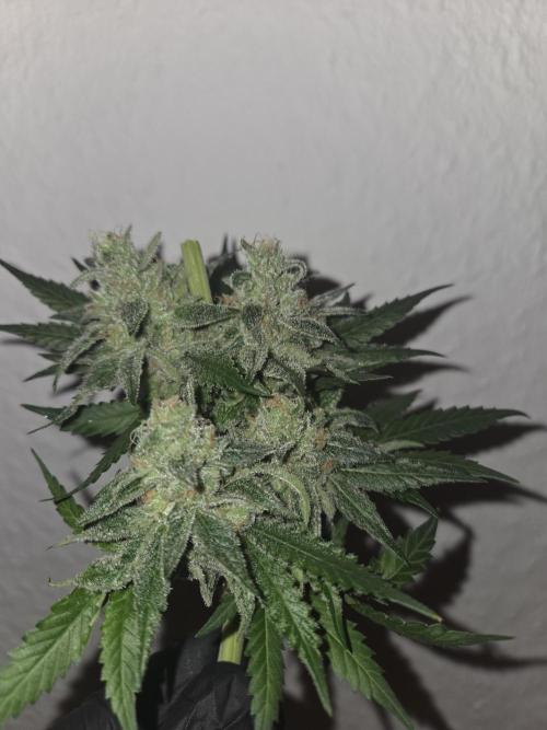 Blueberry Cane Danf Pro. Week 14