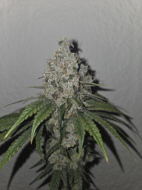 Blueberry Cane Danf Pro. Week 14