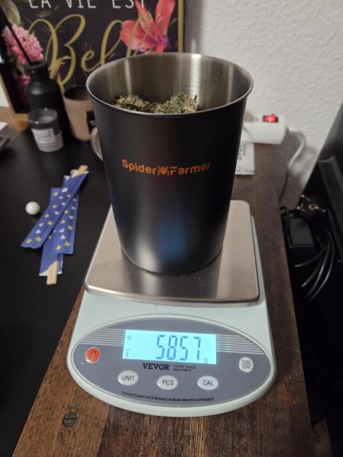 Blueberry Cane Danf Pro. Week 14