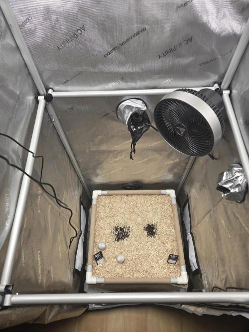 Ocean Freeze & Azul Rosa RHS AC Infinity. Week 0