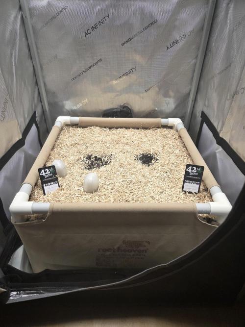 Ocean Freeze & Azul Rosa RHS AC Infinity. Week 0