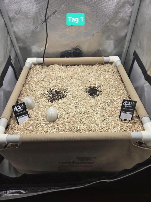 Ocean Freeze & Azul Rosa RHS AC Infinity. Week 1