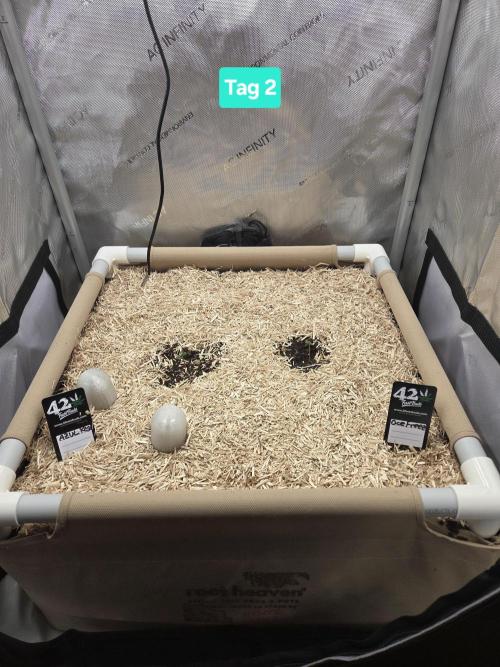 Ocean Freeze & Azul Rosa RHS AC Infinity. Week 1