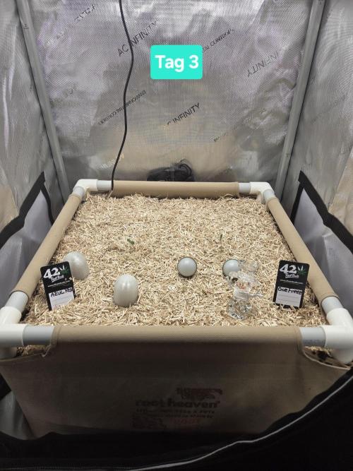 Ocean Freeze & Azul Rosa RHS AC Infinity. Week 1