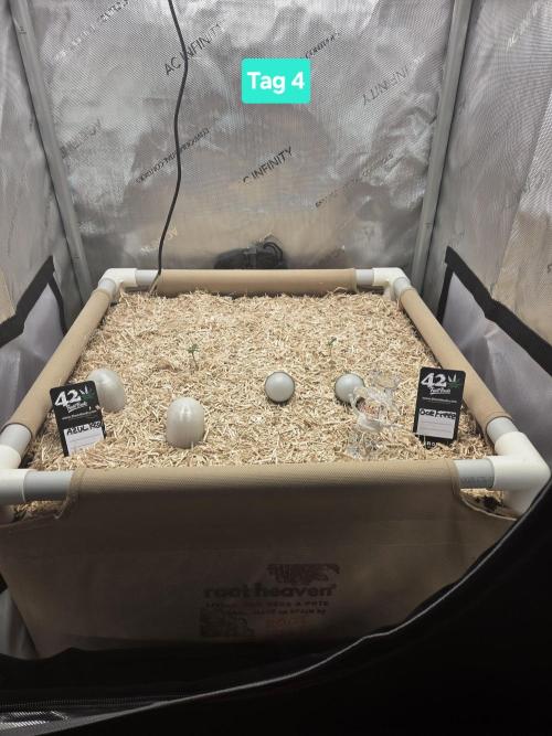 Ocean Freeze & Azul Rosa RHS AC Infinity. Week 1