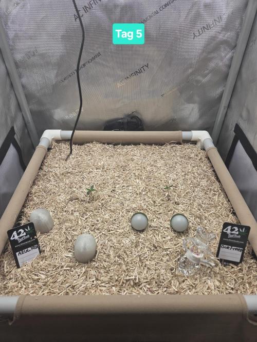 Ocean Freeze & Azul Rosa RHS AC Infinity. Week 1