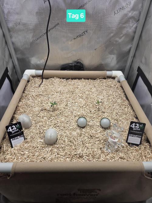 Ocean Freeze & Azul Rosa RHS AC Infinity. Week 1