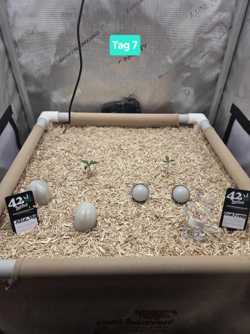 Ocean Freeze & Azul Rosa RHS AC Infinity. Week 1