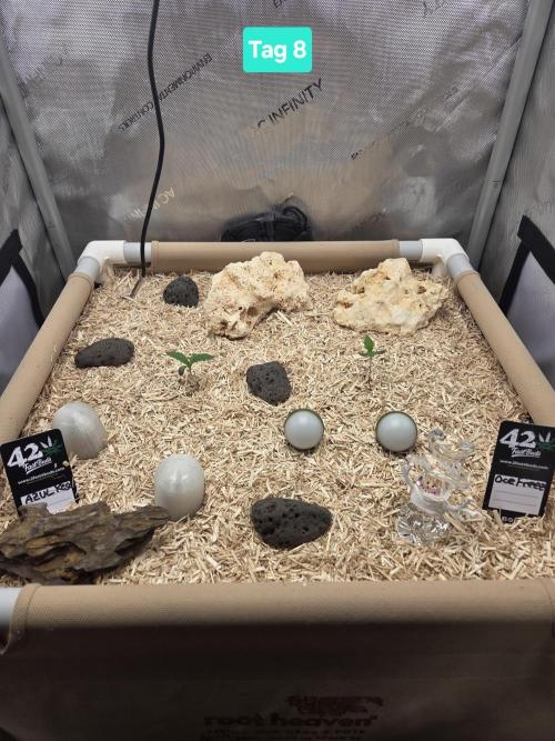 Ocean Freeze & Azul Rosa RHS AC Infinity. Week 2