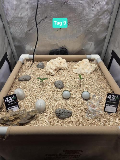 Ocean Freeze & Azul Rosa RHS AC Infinity. Week 2