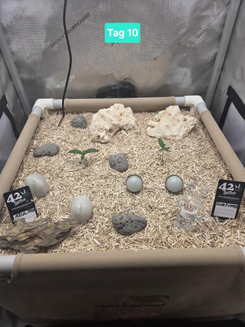 Ocean Freeze & Azul Rosa RHS AC Infinity. Week 2