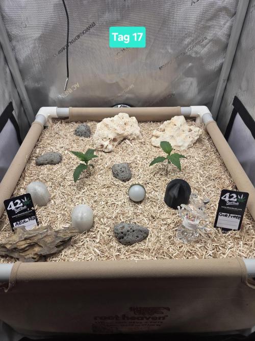 Ocean Freeze & Azul Rosa RHS AC Infinity. Week 3