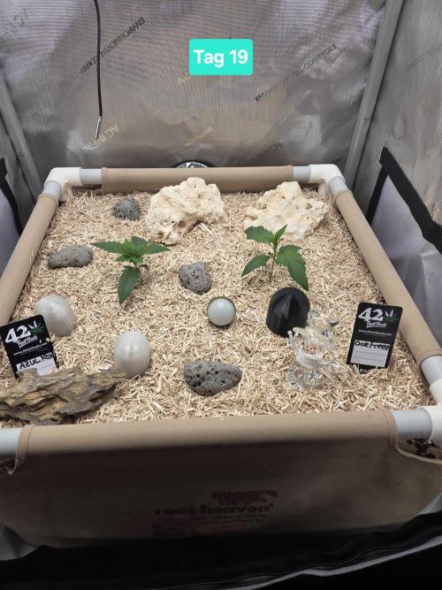 Ocean Freeze & Azul Rosa RHS AC Infinity. Week 3