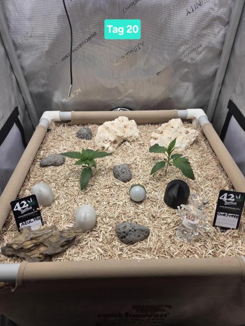 Ocean Freeze & Azul Rosa RHS AC Infinity. Week 3