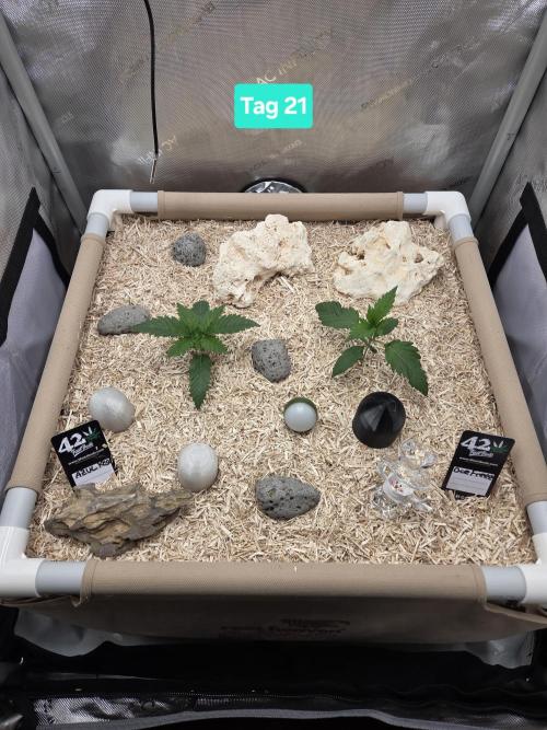 Ocean Freeze & Azul Rosa RHS AC Infinity. Week 3