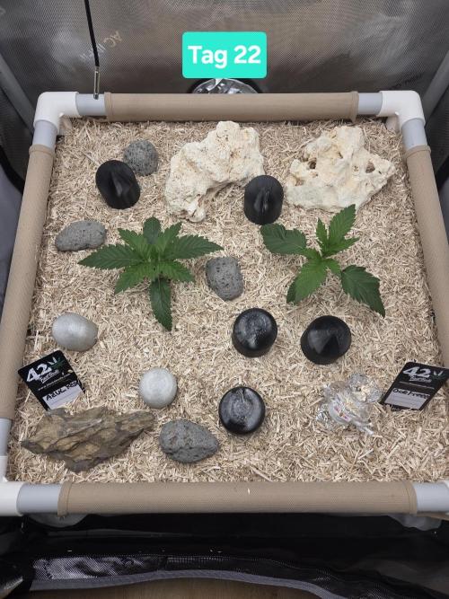 Ocean Freeze & Azul Rosa RHS AC Infinity. Week 4