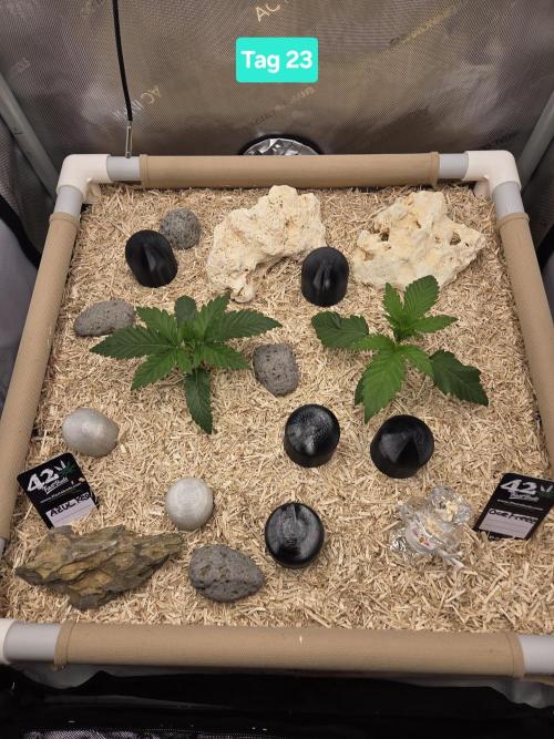 Ocean Freeze & Azul Rosa RHS AC Infinity. Week 4