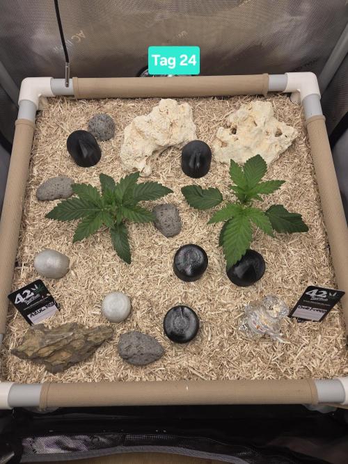 Ocean Freeze & Azul Rosa RHS AC Infinity. Week 4