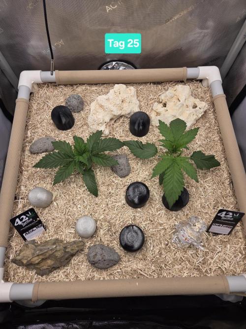 Ocean Freeze & Azul Rosa RHS AC Infinity. Week 4