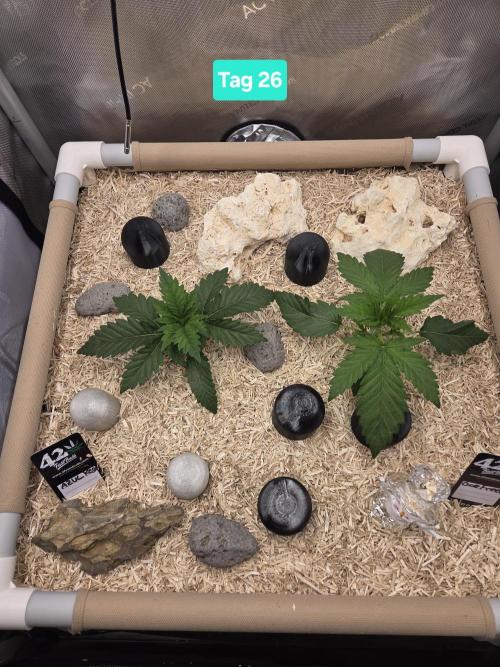 Ocean Freeze & Azul Rosa RHS AC Infinity. Week 4