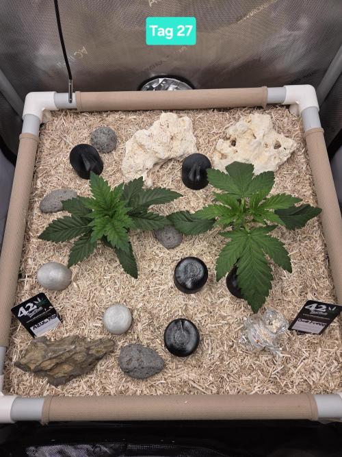 Ocean Freeze & Azul Rosa RHS AC Infinity. Week 4