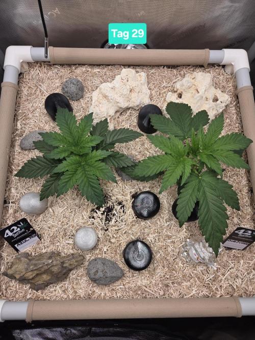 Ocean Freeze & Azul Rosa RHS AC Infinity. Week 5