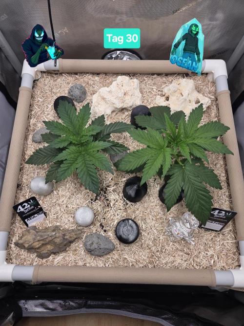 Ocean Freeze & Azul Rosa RHS AC Infinity. Week 5