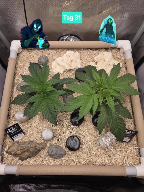 Ocean Freeze & Azul Rosa RHS AC Infinity. Week 5