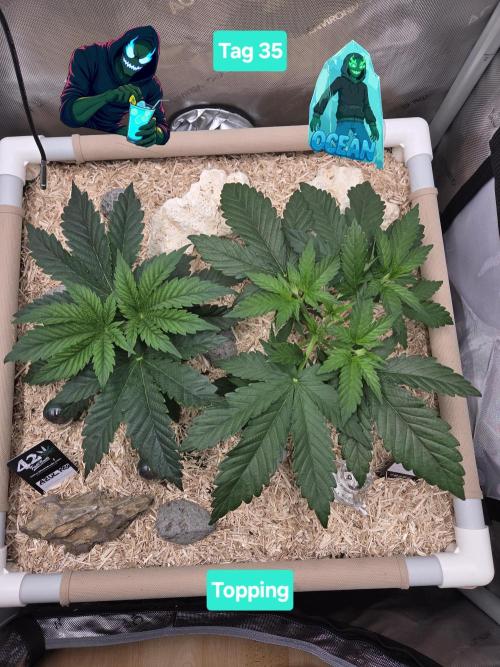 Ocean Freeze & Azul Rosa RHS AC Infinity. Week 5