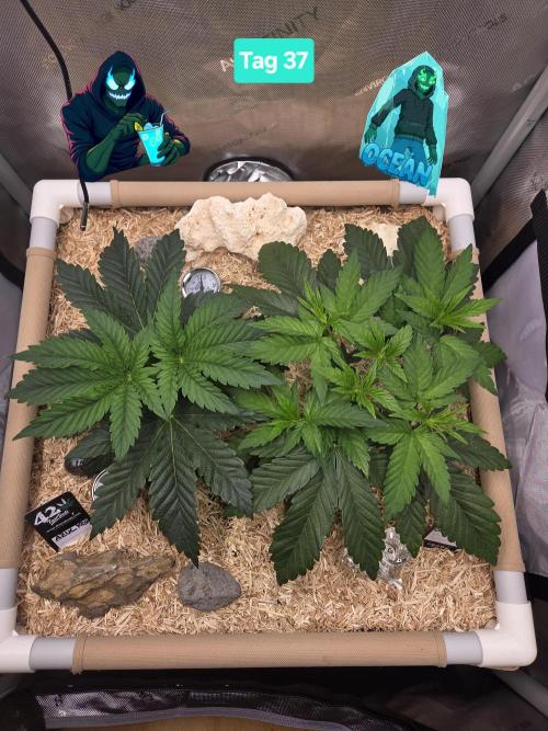 Ocean Freeze & Azul Rosa RHS AC Infinity. Week 6