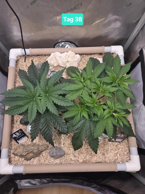 Ocean Freeze & Azul Rosa RHS AC Infinity. Week 6