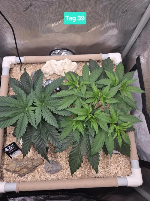 Ocean Freeze & Azul Rosa RHS AC Infinity. Week 6