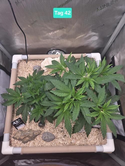 Ocean Freeze & Azul Rosa RHS AC Infinity. Week 6