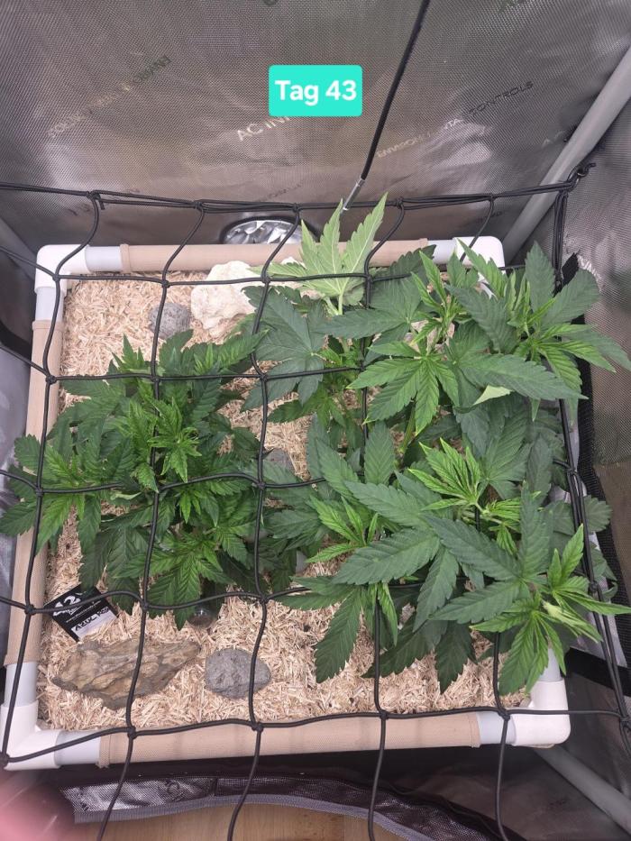 Ocean Freeze & Azul Rosa RHS AC Infinity. Week 7