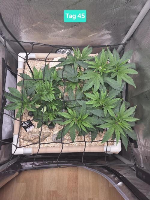Ocean Freeze & Azul Rosa RHS AC Infinity. Week 7