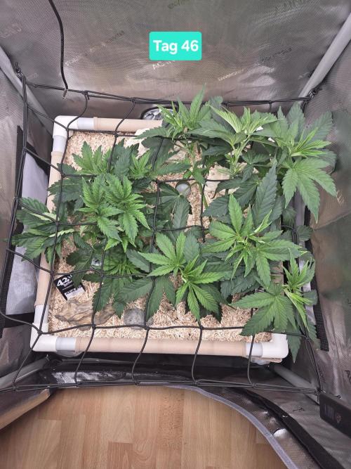 Ocean Freeze & Azul Rosa RHS AC Infinity. Week 7