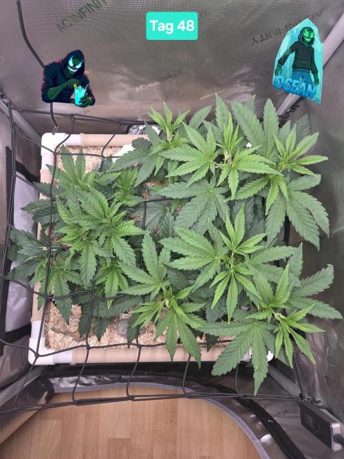 Ocean Freeze & Azul Rosa RHS AC Infinity. Week 7