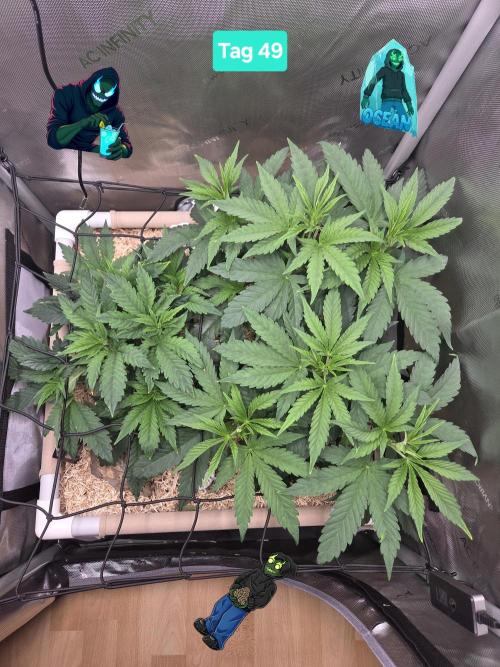 Ocean Freeze & Azul Rosa RHS AC Infinity. Week 7